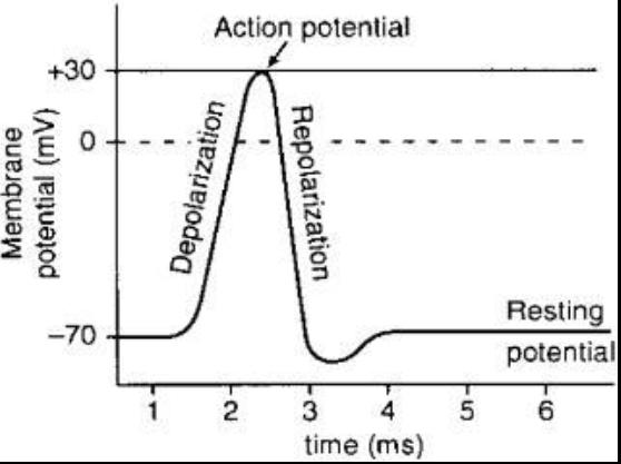 Action Potential