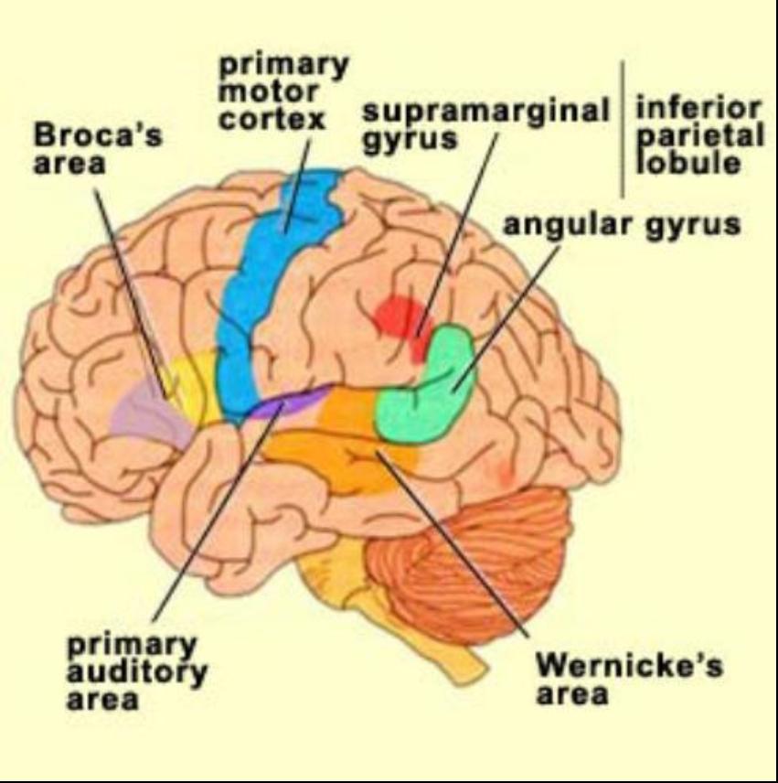 Cortical Map