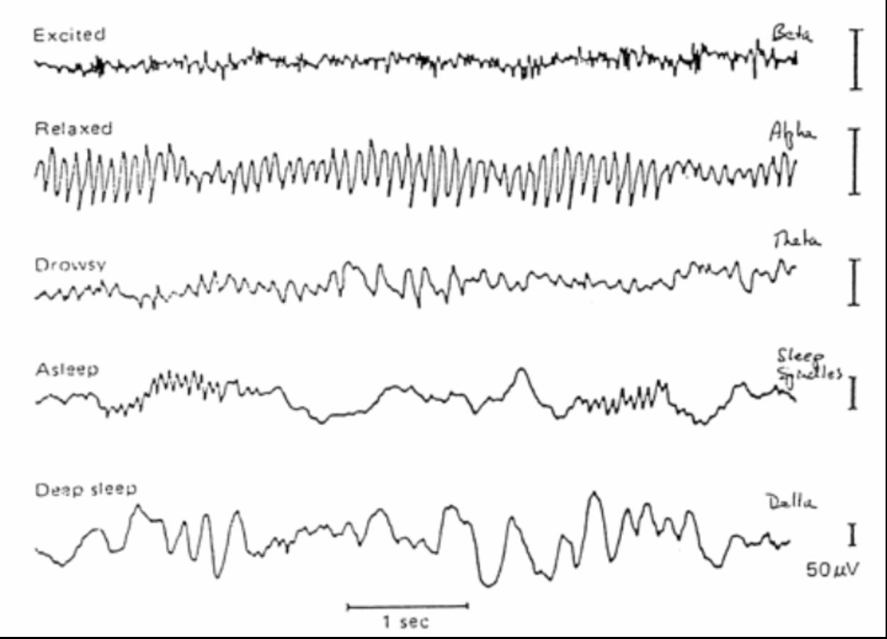 EEG Oscillations