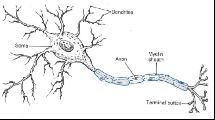 Neuron